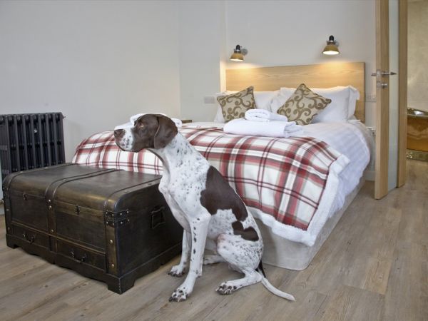 Dogs welcome in accommodation at The Fortescue Inn